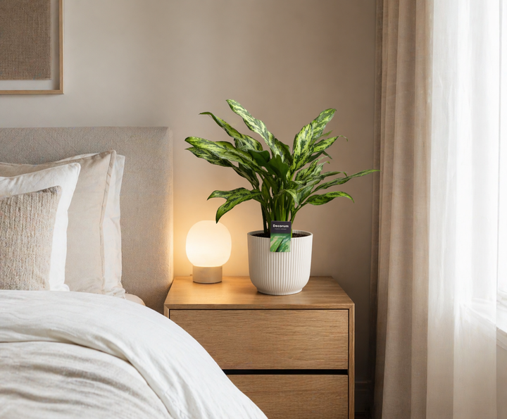 Aglaonema Juliette - 40 cm - ø12 - Chinese Evergreen