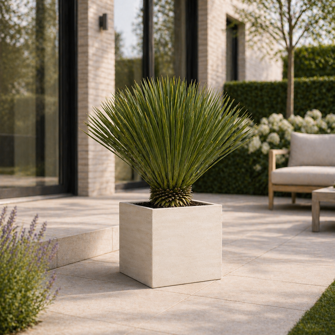 Yucca Rostrata - 75cm- Ø30 - Blauwe Palmlelie Buiten