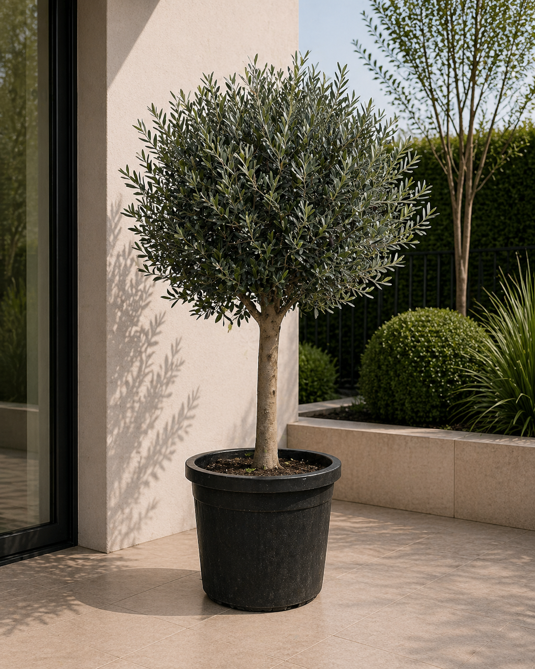 Olivier Olea Europaea – 180cm | Grande plante d'extérieur – Ø50