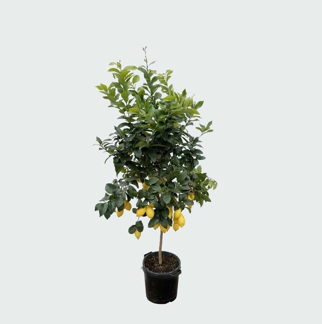 Citronnier - 200cm - Acheter une Plante d'Intérieur