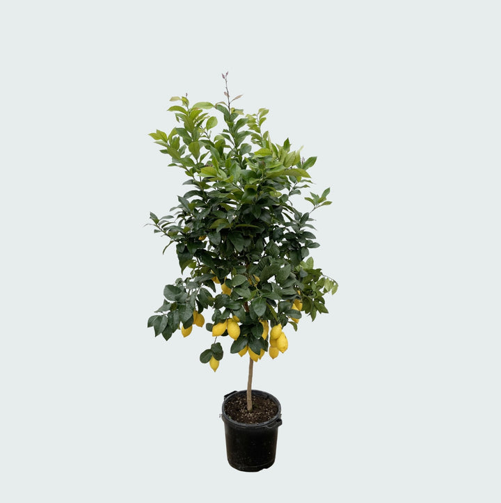 Citronnier - 200cm - Acheter une Plante d'Intérieur