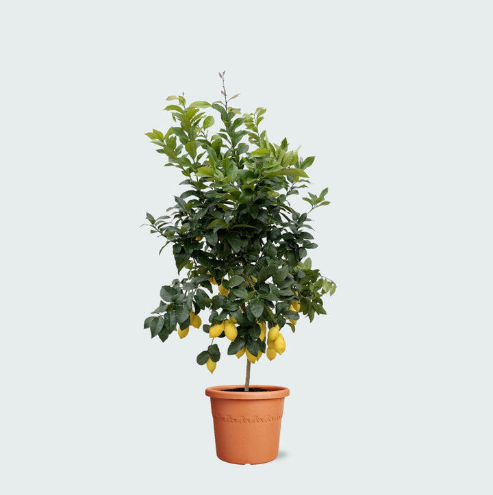 Citronnier - 200cm - Acheter une Plante d'Intérieur