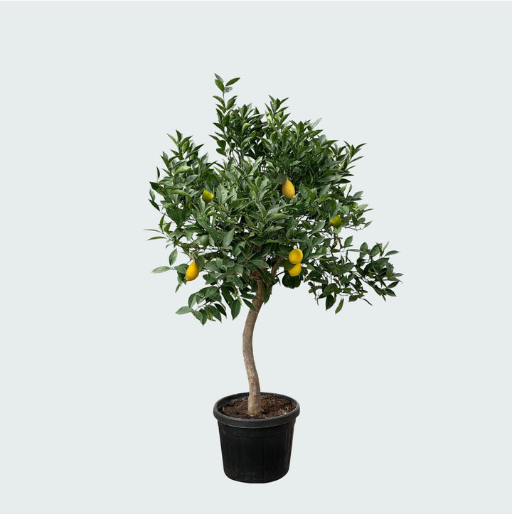 Citroenboom - 260cm - Kamerplant Kopen