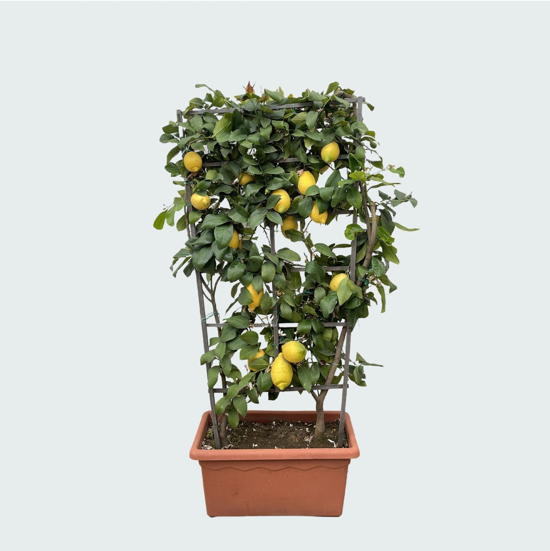Citrus Lemon op rek - 160cm - Kamerplant Kopen