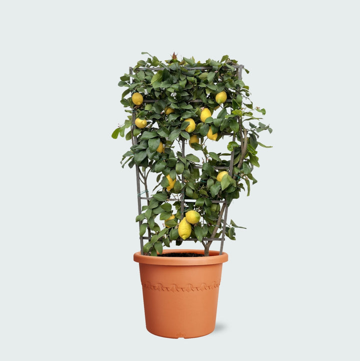 Citrus Lemon op rek - 160cm - Kamerplant Kopen