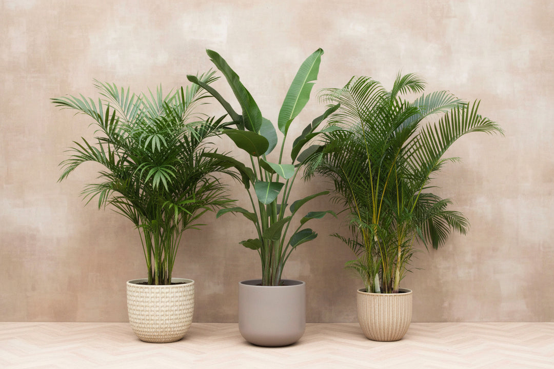 Combi deal XXL- Kentia, Strelitzia Augusta multi stam, Areca