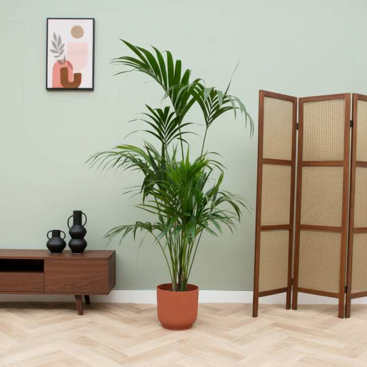 Combi deal - Kentia palm inclusief elho Vibes Fold Round - 180 cm