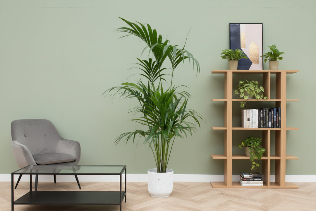 Combi deal - Kentia palm inclusief elho Vibes Fold Round - 180 cm