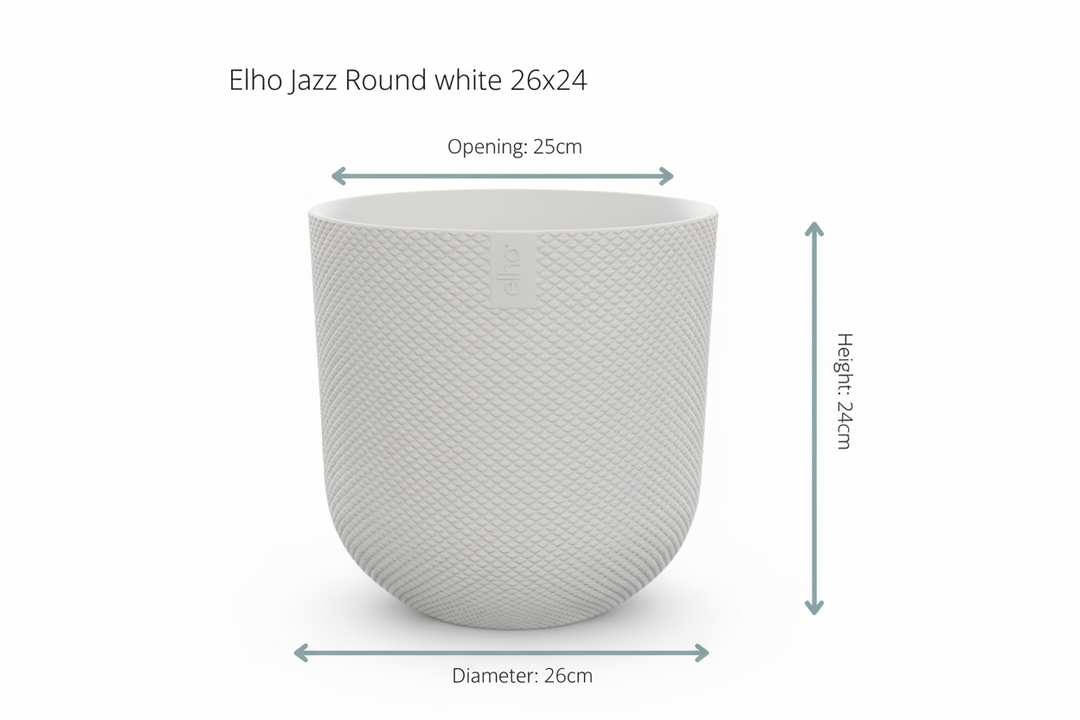 Combi deal - Kentia palm inclusief elho Jazz Round - 160cm