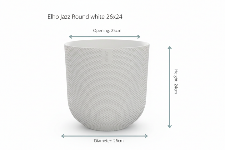 Combi deal - Kentia palm inclusief elho Jazz Round - 160cm