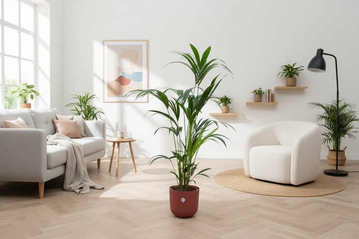 Combi deal - Kentia palm inclusief elho Jazz Round - 160cm