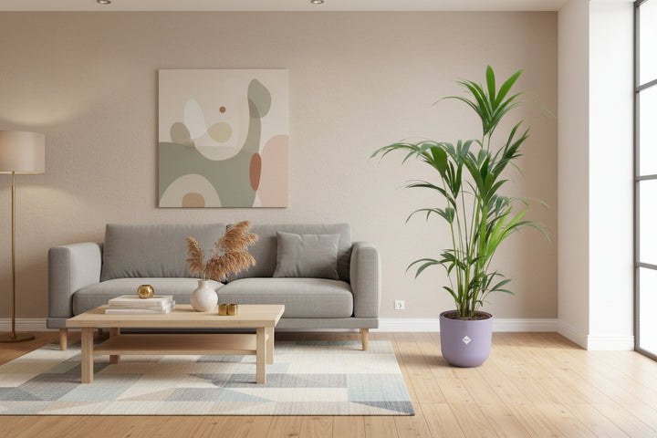 Combi deal - Kentia palm inclusief elho Jazz Round - 160cm