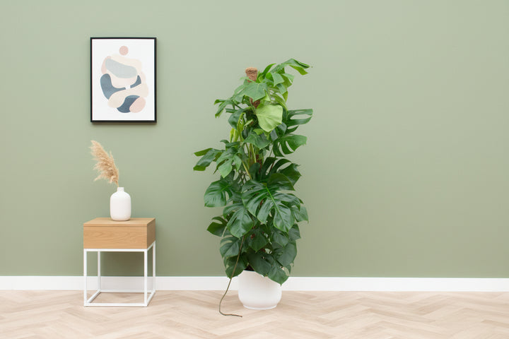 Combi deal - Monstera Pertusum XL Fold Round - 150cm
