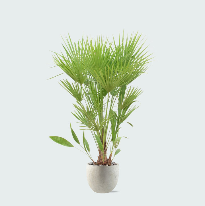 Offre combinée - Chamaerops Humilis avec pot Grigio new egg - 170cm