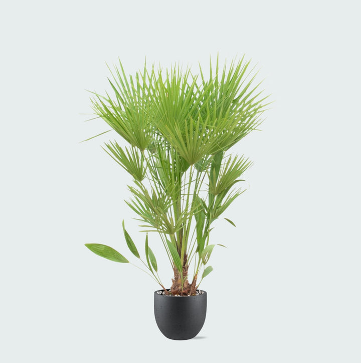 Offre combinée - Chamaerops Humilis avec pot Grigio new egg - 170cm