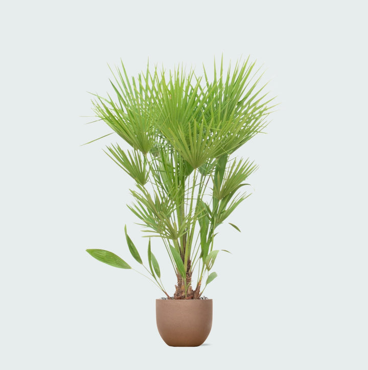 Offre combinée - Chamaerops Humilis avec pot Grigio new egg - 170cm