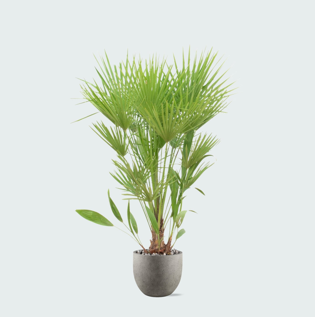 Offre combinée - Chamaerops Humilis avec pot Grigio new egg - 170cm