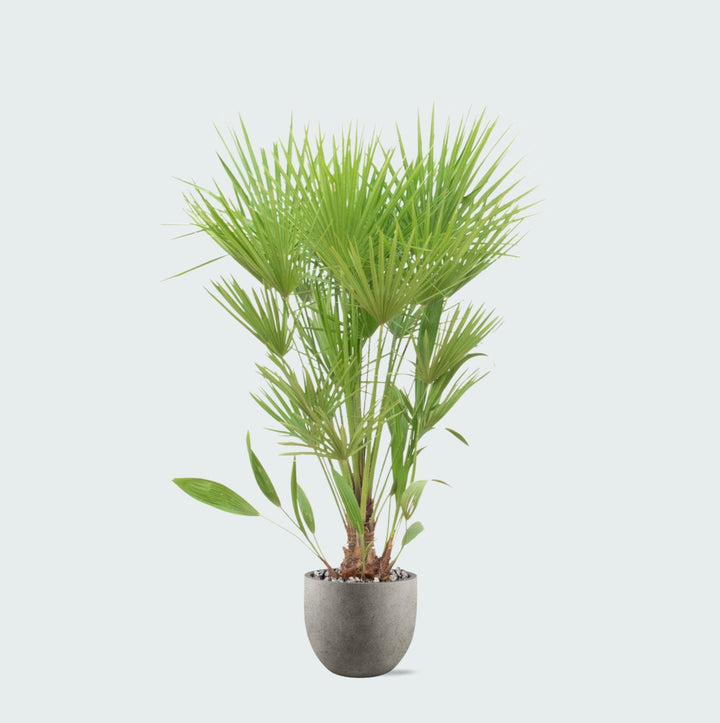 Offre combinée - Chamaerops Humilis avec pot Grigio new egg - 170cm