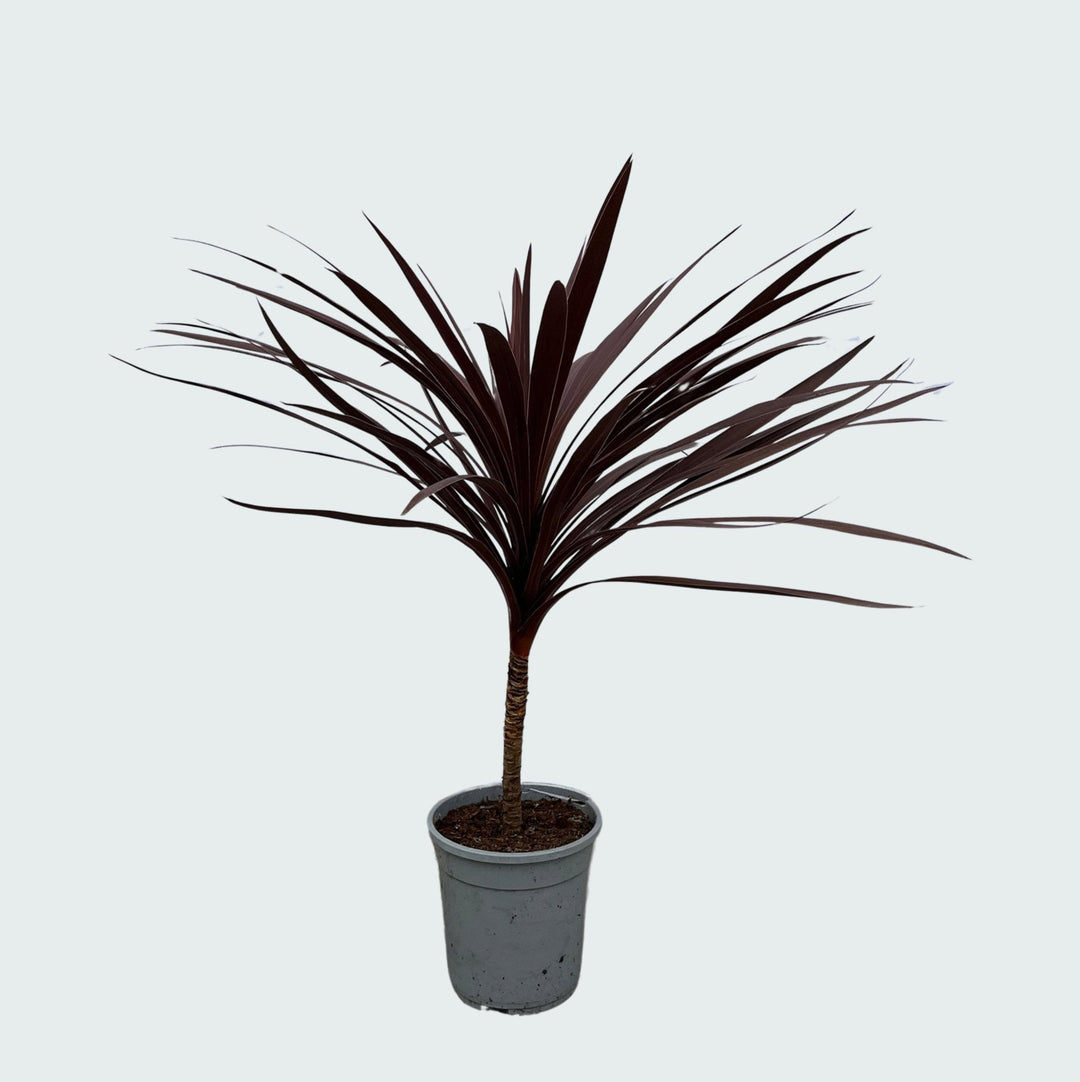 Cordyline Australis Red Star - 120cm - Palm de coordination