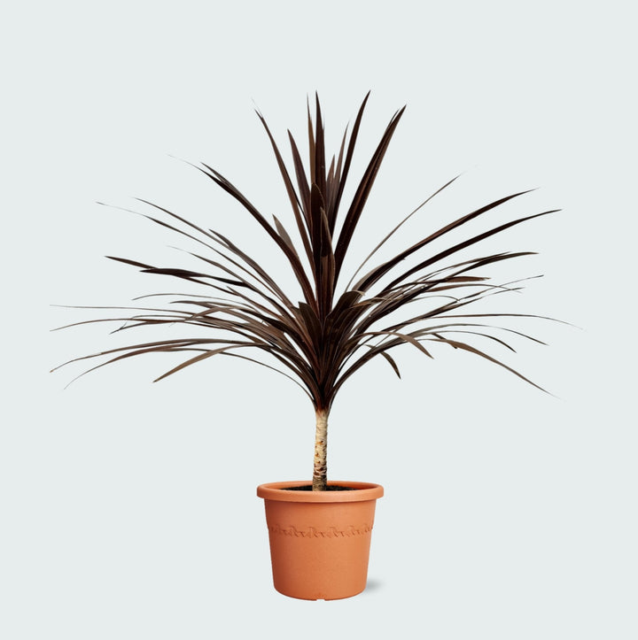 Cordyline Australis Red Star - 120cm - Palm de coordination