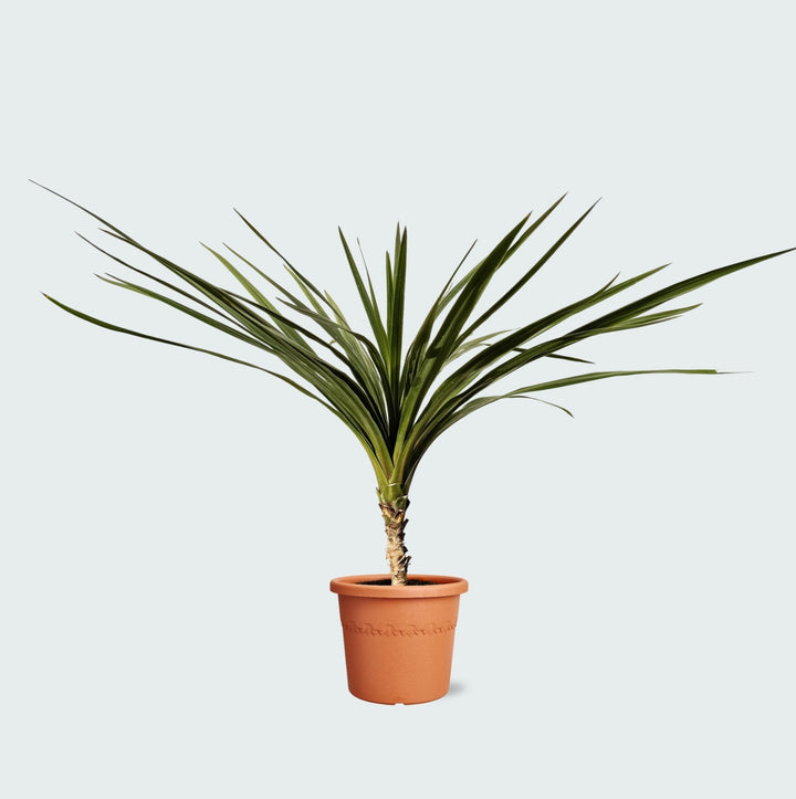 Cordyline Indivisa - 150cm - Coordinatiepalm