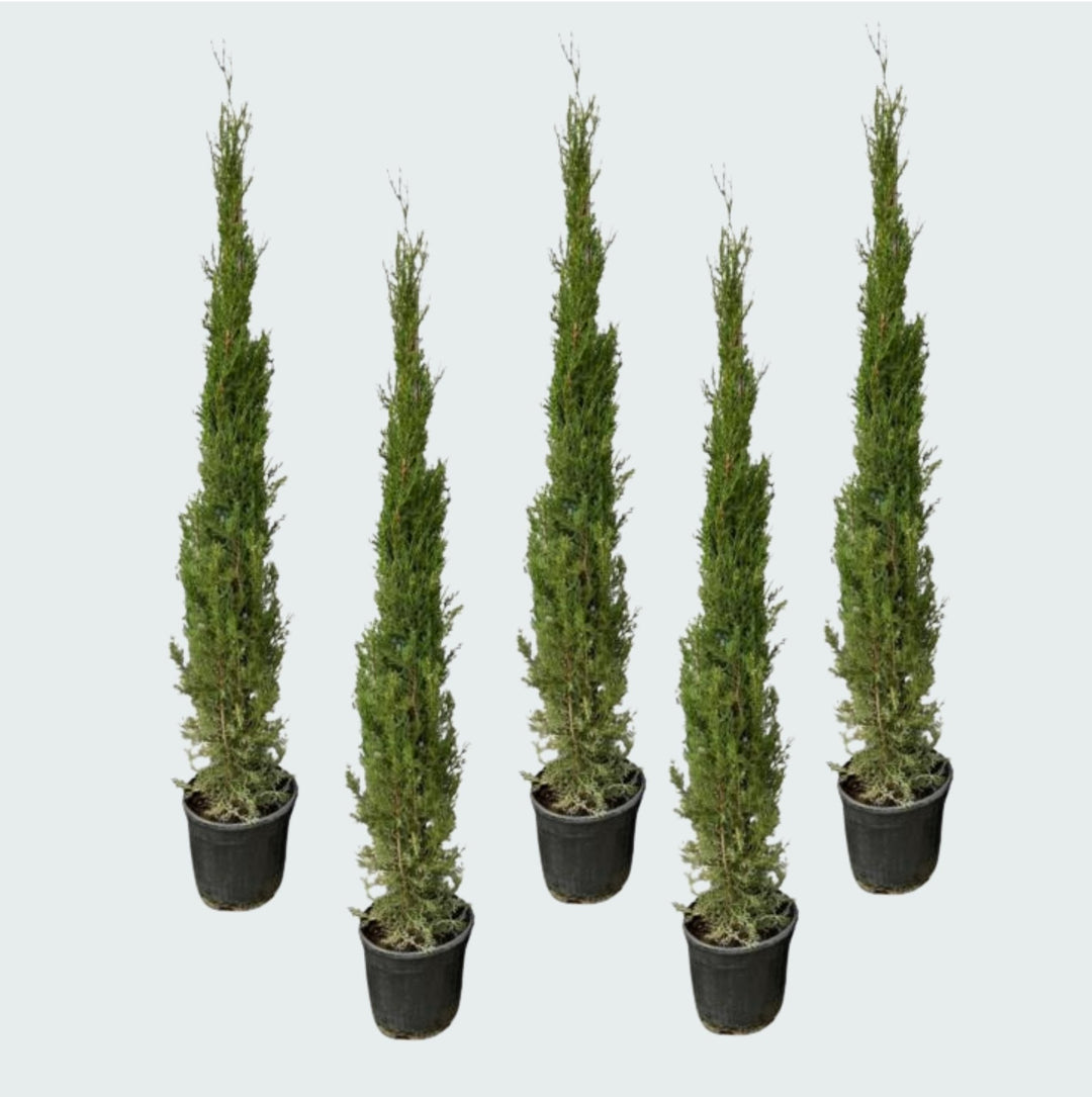 5x Cupressus Sempervirens Totem - 170cm - Acheter une Plante d'Intérieur