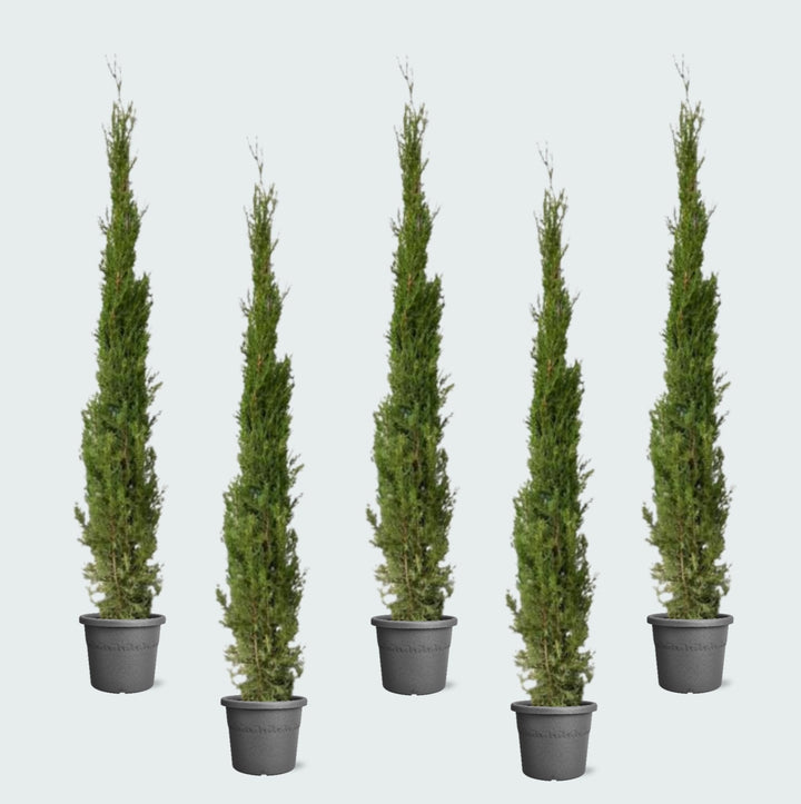 5x Cupressus Sempervirens Totem - 170cm - Acheter une Plante d'Intérieur