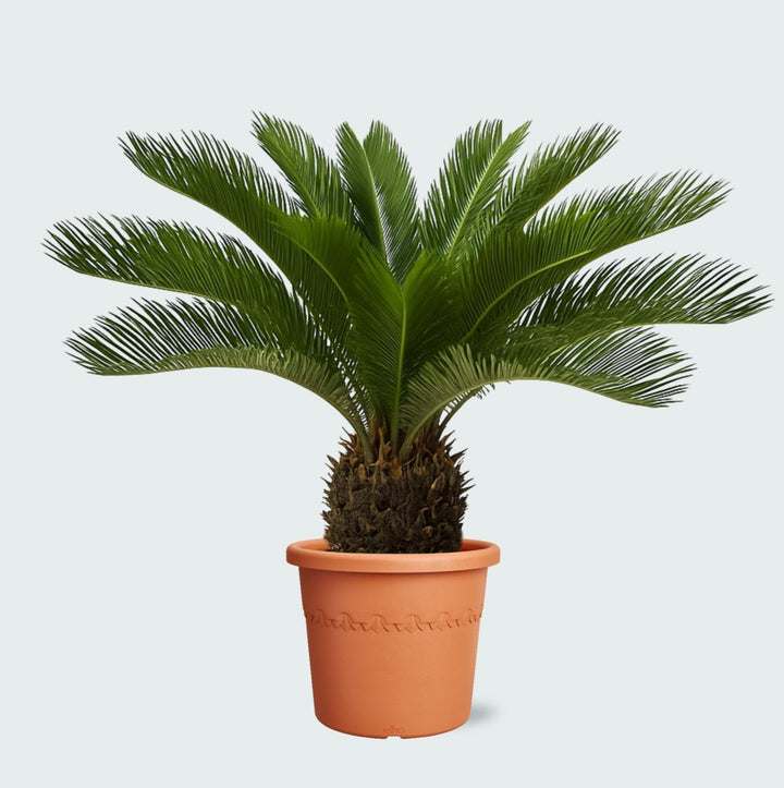 Cycas Revoluta - 70 cm - Kamerplant Kopen