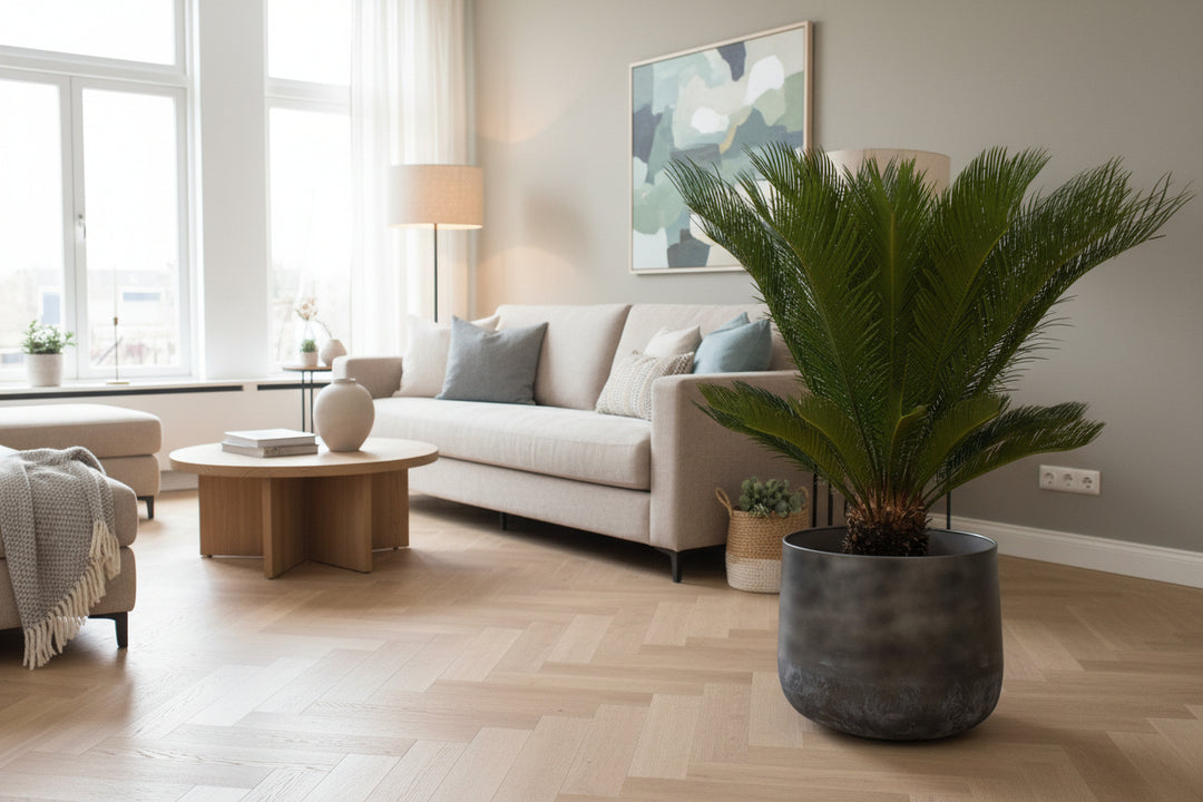 Cycas Revoluta - 110cm - Acheter une plante d'intérieur