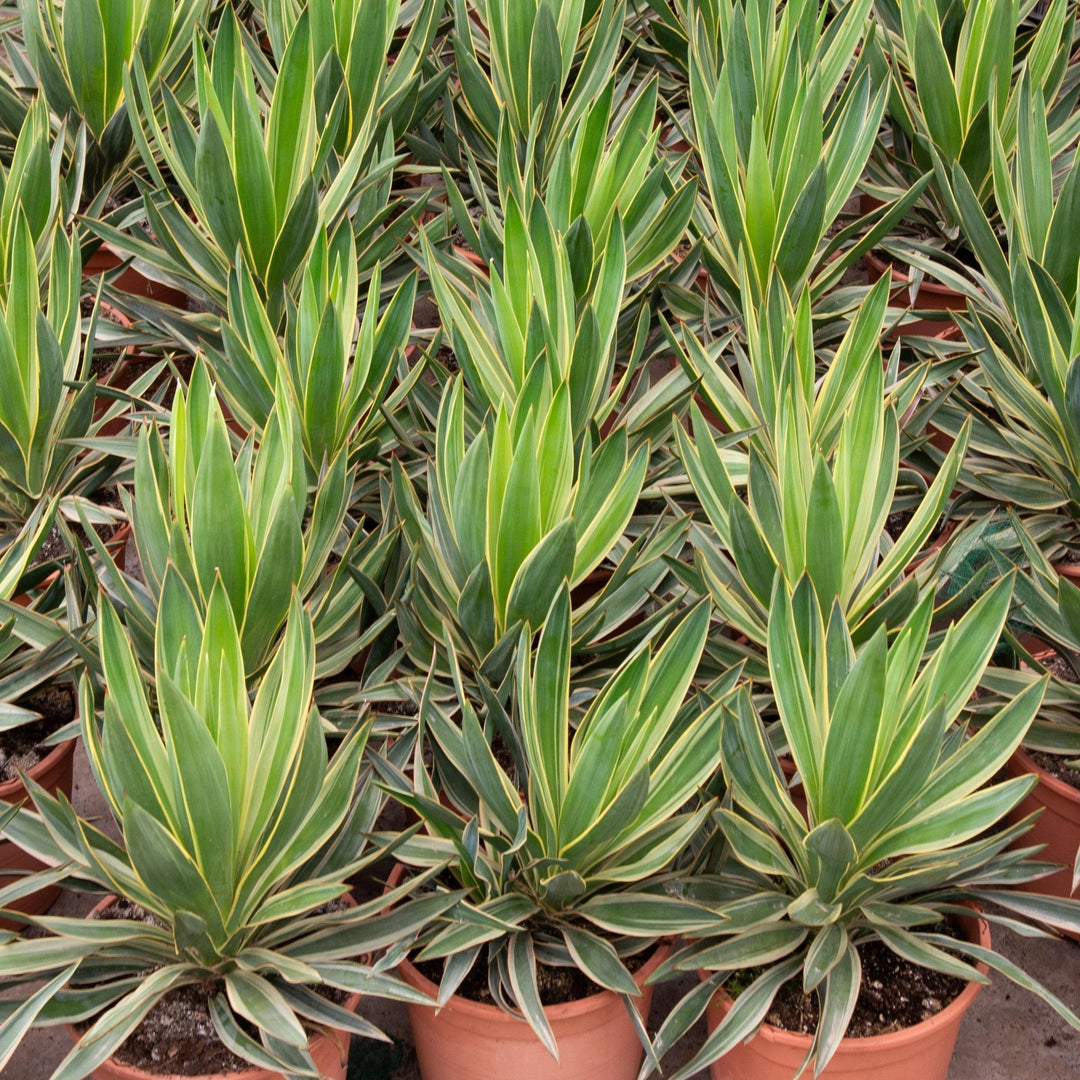 Yucca Gloriosa Variegata - 50cm - Palmlelie Kamerplant