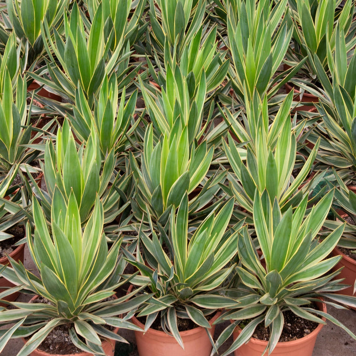 Yucca Gloriosa Variegata - 50cm - Palmlelie Kamerplant