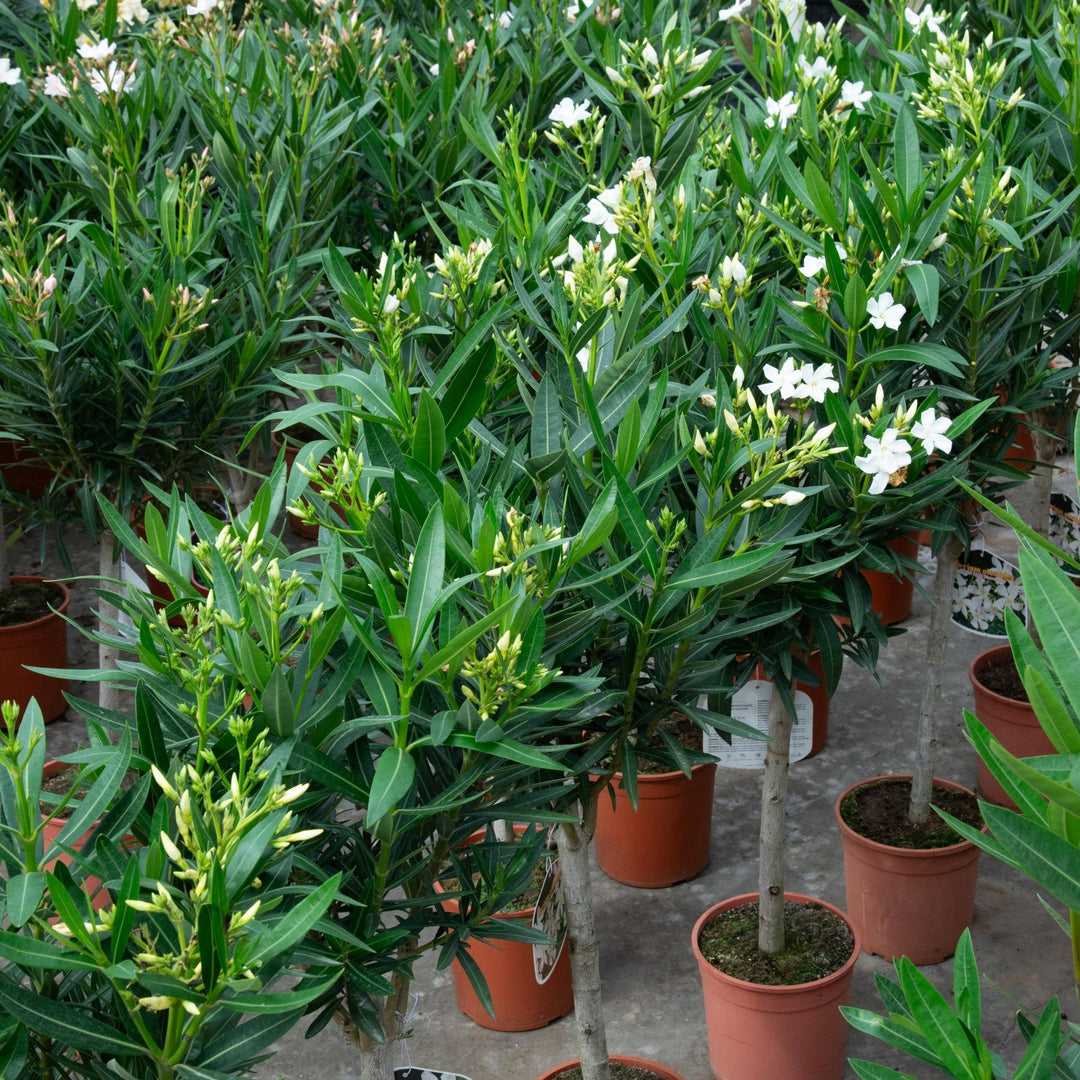 Nerium Oleander op stam - 140cm - Kamerplant Kopen