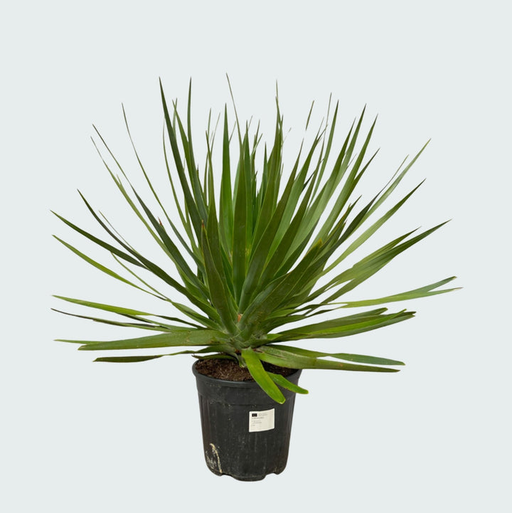 Dracaena Draco - 100cm - Dracaena Dragonnier Plante d'intérieur