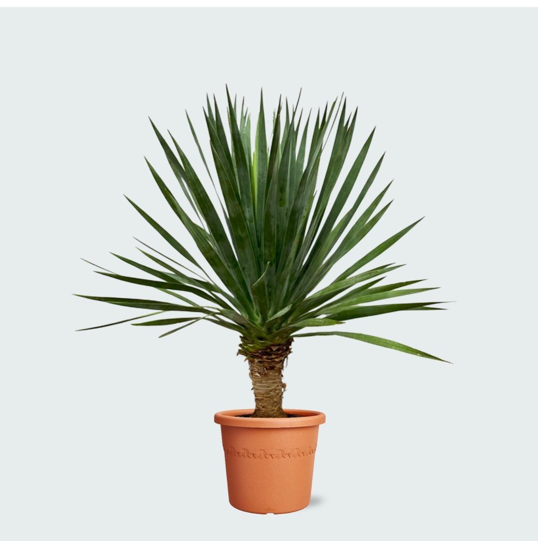 Dracaena Draco - 130 cm - Dragonnier