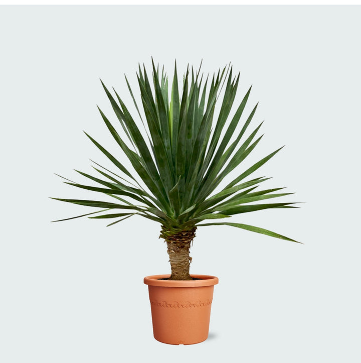 Dracaena Draco - 130 cm - Dragonnier