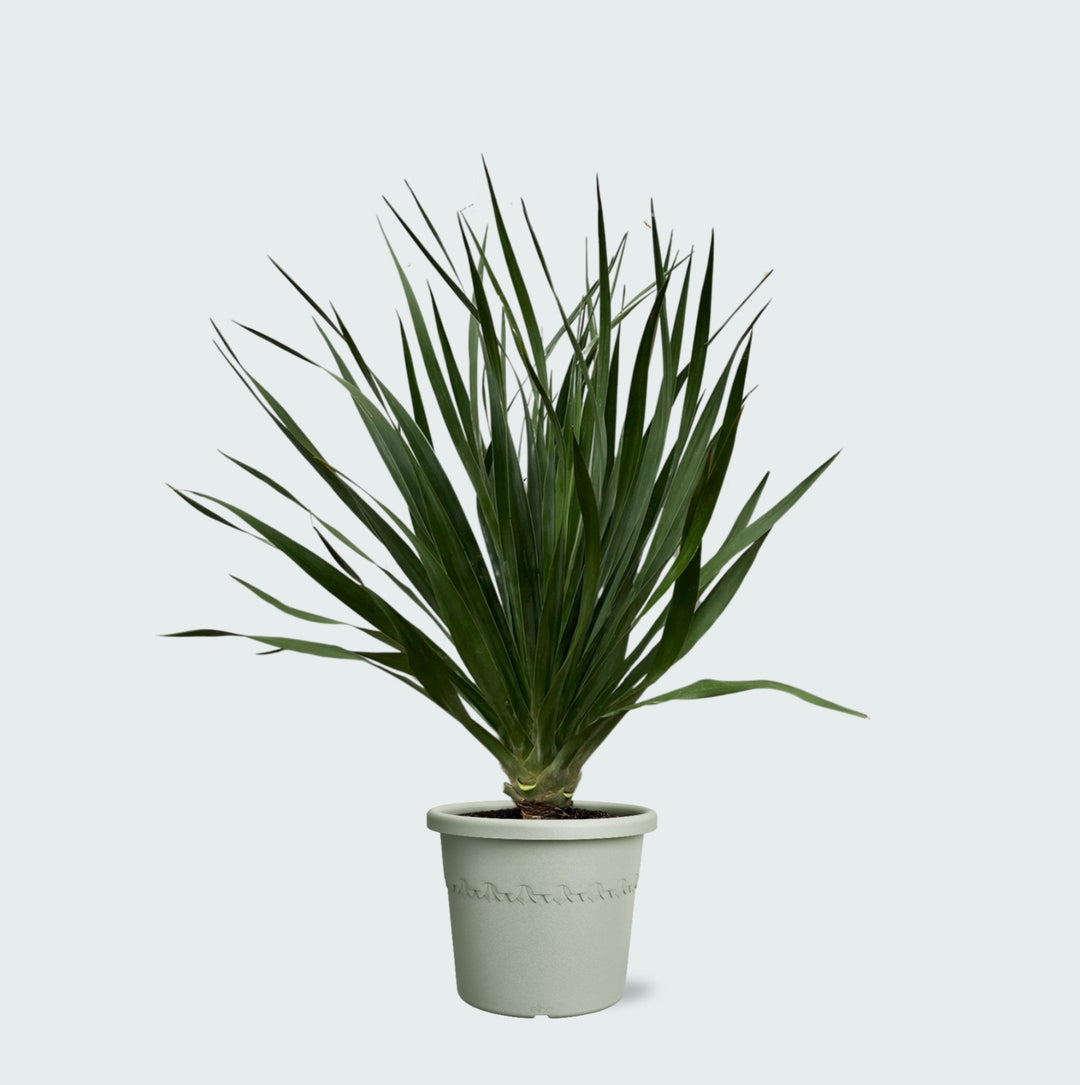 Dracaena Draco - 100cm - Dracaena Dragonnier Plante d'intérieur