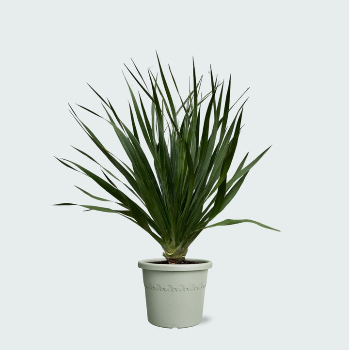 Dracaena Draco - 100cm - Dracaena Dragonnier Plante d'intérieur