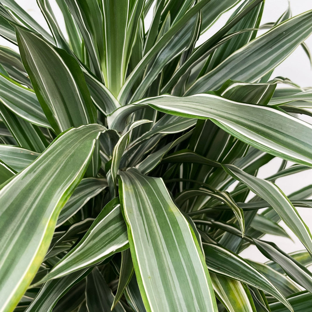 Dracaena Warneckei vertakt - 145cm - Drakenboom Kamerplant