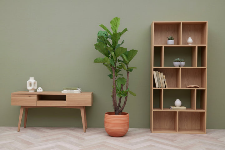 Ficus Lyrata vertakt - 130cm - Vioolbladplant - Kamerplant
