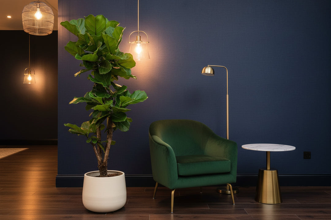 Ficus Lyrata vertakt - 130cm - Vioolbladplant - Kamerplant