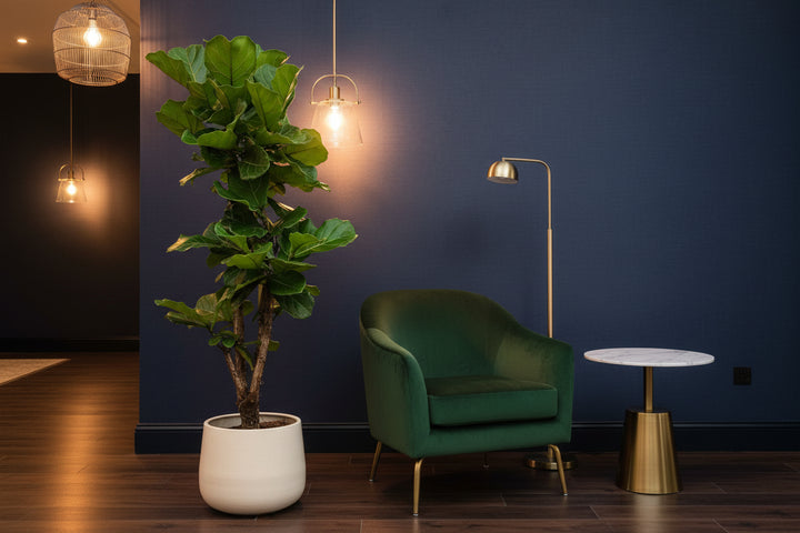 Ficus Lyrata vertakt - 130cm - Vioolbladplant - Kamerplant