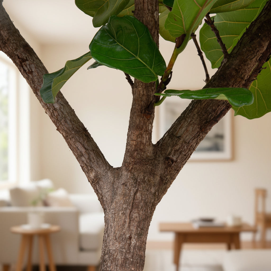 Ficus Lyrata XXXL - 300cm - Figuier lyre - Plante d'intérieur