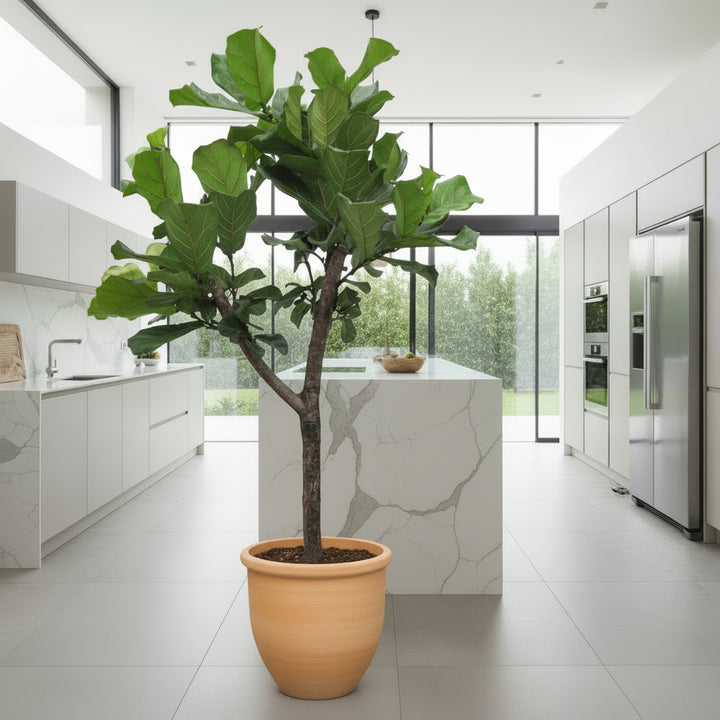 Ficus Lyrata arbre XL - 180cm - Figuier lyre - Plante d'intérieur
