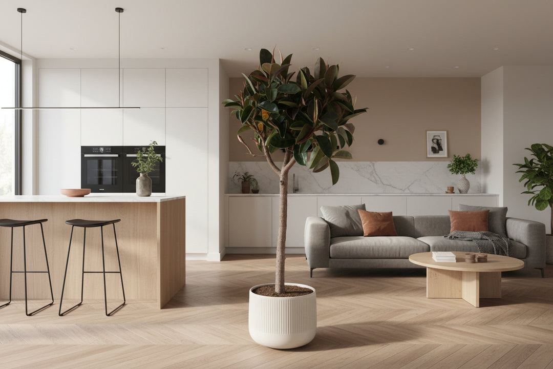 Ficus Elastica Robusta sur tronc - 180cm - Caoutchouc