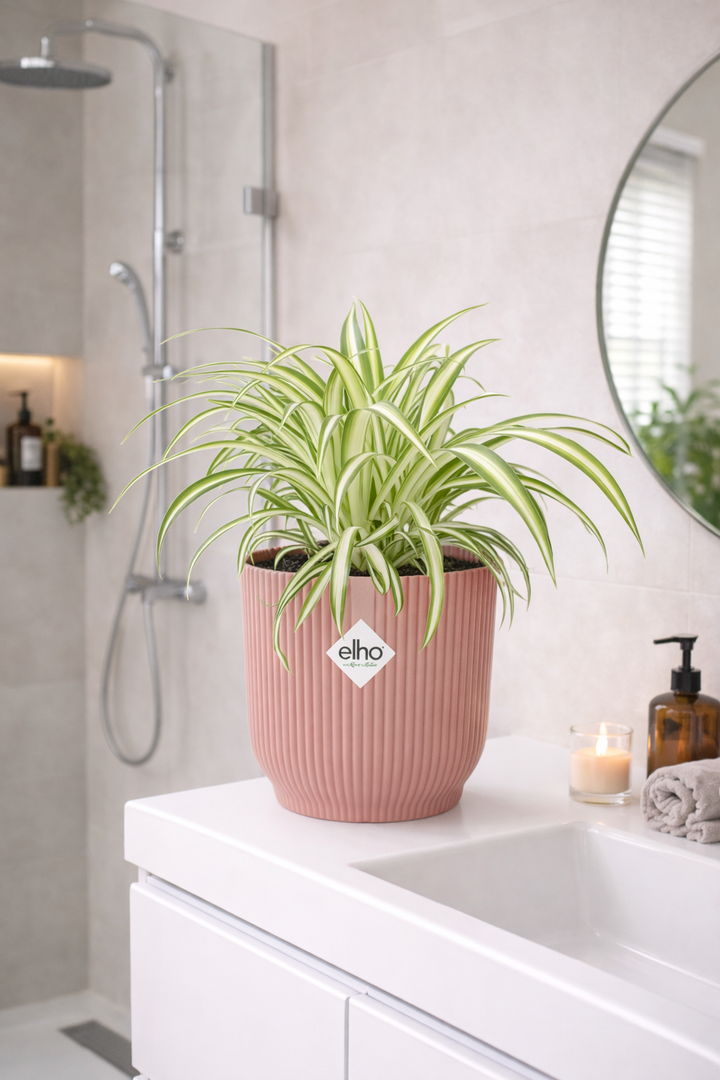Plante araignée Chlorophytum Comosum dans un pot ELHO Vibes Fold Rose – Ø14cm