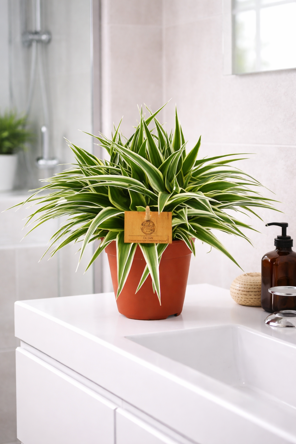 Graslelie Chlorophytum Ocean – Ø15cm | Luchtzuiverende plant