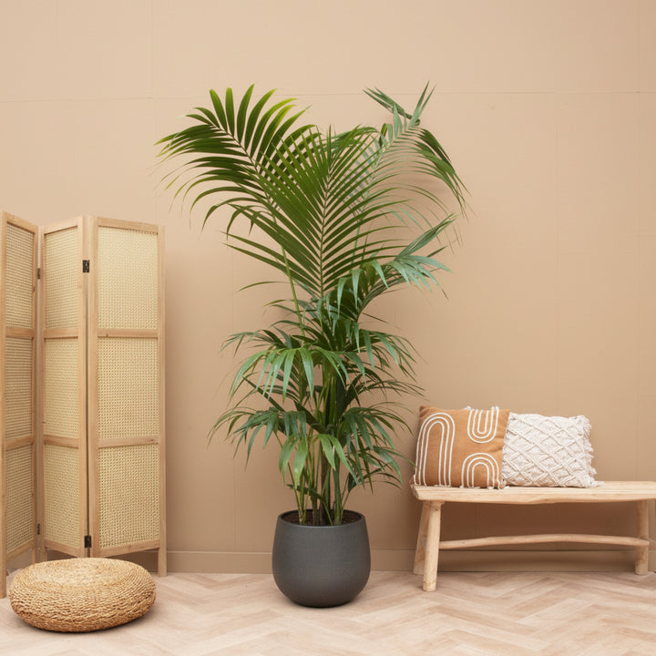 Kentia Palm XXL - 220cm - Kamerplant Kopen