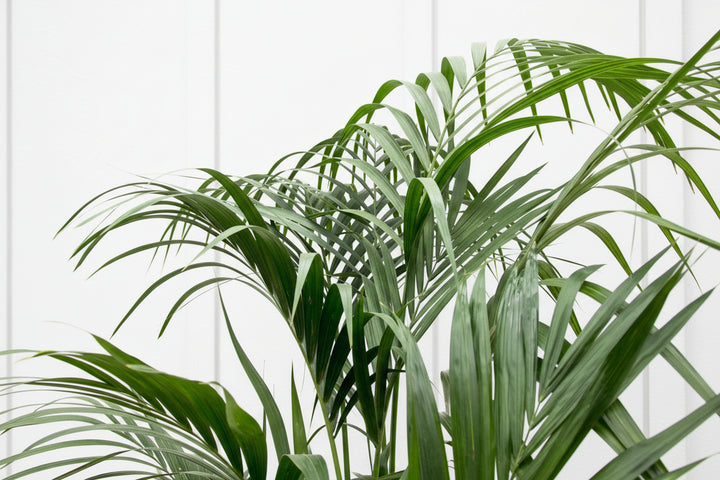 Kentia Palm XXL - 220cm - Kamerplant Kopen