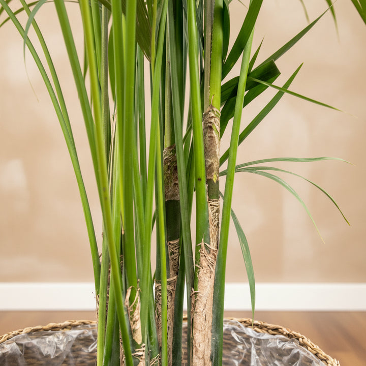 Kentia Palm XXL - 220cm - Kamerplant Kopen