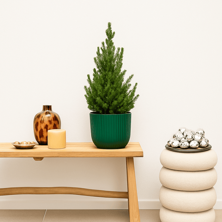 Sapin de Noël - 70cm - Acheter une Plante d'Intérieur
